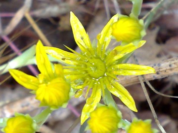 Petrosedum tenuifolium  (=Sedum amplexicaule subsp. tenuifolium)